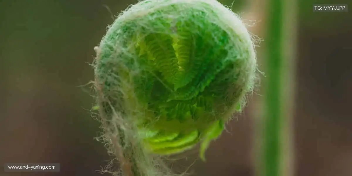 🏆限量珍藏,实力认证!每一件周边,都是荣耀的勋章!